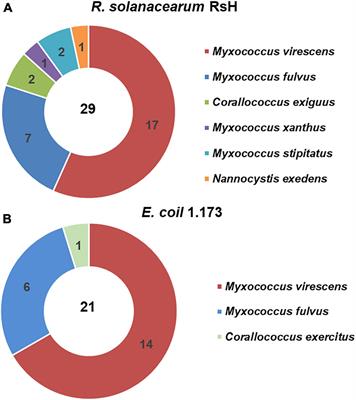 Myxococcus xanthus R31 Suppresses Tomato Bacterial Wilt by Inhibiting the Pathogen Ralstonia solanacearum With Secreted Proteins